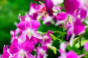 viola fresco orchidee fiori nel giardino foto