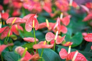 primo piano di fiori di anthurium foto