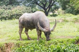 bufalo pascolo nel un' campo foto