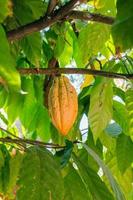 fresco biologico cacao frutta su cacao albero nel naturale giardino foto