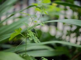 amaro zucca fiore e verde le foglie con acqua gocce nel giardino. foto
