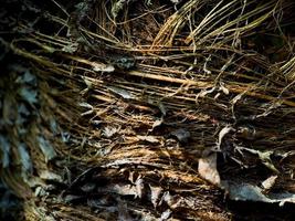 vicino su di un' Noce di cocco fibra di cocco struttura, tiro su un' Noce di cocco fibra albero, Marrone naturale sfondo per consumo e ambientale produzione. comunemente Usato per auto sedili, materassi foto