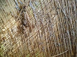 vicino su di un' Noce di cocco fibra di cocco struttura, tiro su un' Noce di cocco fibra albero, Marrone naturale sfondo per consumo e ambientale produzione. comunemente Usato per auto sedili, materassi foto