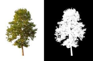 singolo albero con ritaglio sentiero e alfa canale su nero sfondo foto