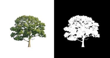 singolo albero con ritaglio sentiero e alfa canale su nero sfondo foto