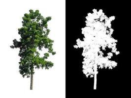 singolo albero con ritaglio sentiero e alfa canale su nero sfondo foto