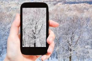 turista fotografie spoglio quercia albero nel congelato foresta