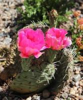 Colorado spinoso Pera cactus foto