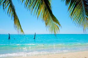 foglie di palma sullo sfondo della spiaggia del mare tropicale nel concetto di estate foto