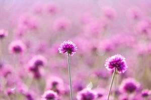 campi di fiori selvatici rosa. bella crescita e fioritura al mattino, messa a fuoco selettiva foto