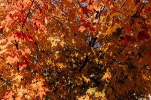 autunno, giallo le foglie su il alberi. autunno parco. acero albero. foto