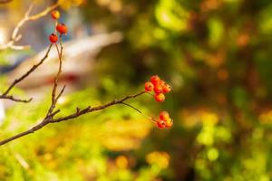 autunno biancospino ramo con rosso frutti di bosco e giallo verde le foglie su un' blury sfondo. autunno foglia colore sfondo. foto