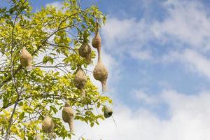 baya tessitore uccello nido ramo su albero foto