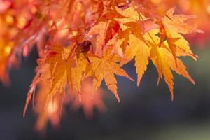 albero di acero in autunno