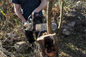 uomo potatura o segare Mela albero utilizzando motosega. contadino semina il asciutto rami di Mela alberi foto