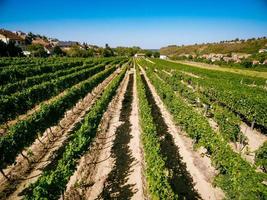 paesaggio di vigneto foto