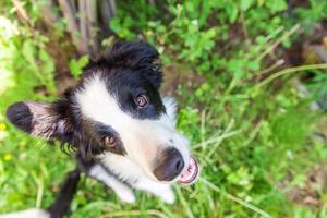 divertente all'aperto ritratto di carino smilling cucciolo cane confine collie seduta su verde erba prato nel parco o giardino sfondo foto