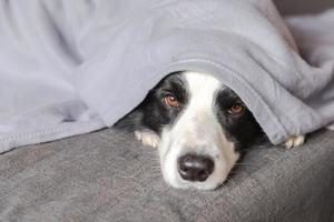 divertente cucciolo di cane border collie sdraiato sul divano sotto il plaid al chiuso. piccolo cane da compagnia a casa che si tiene al caldo nascosto sotto una coperta nel freddo autunno autunno inverno clima. concetto di umore hygge della vita degli animali da compagnia. foto