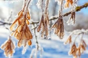 gelido acero albero ramo semi nel nevoso foresta, freddo tempo metereologico nel soleggiato mattina. tranquillo inverno natura nel luce del sole. ispirazione naturale inverno giardino, parco. tranquillo, calmo freddo ecologia paesaggio sfondo foto