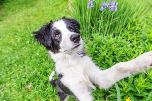 divertente all'aperto ritratto di carino smilling cucciolo cane confine collie seduta su verde erba prato nel parco o giardino sfondo foto