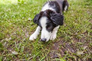 divertente all'aperto cucciolo confine collie dire bugie giù su erba sfondo. nuovo bello membro di famiglia poco cane guardando e in attesa per ricompensa. animale domestico cura e animali concetto. foto