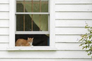 gatto nella finestra