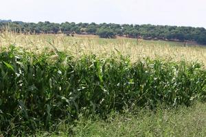 Mais matura nel un' collettivo azienda agricola campo nel settentrionale Israele. foto