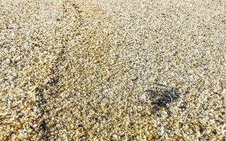 minuscolo sabbia spiaggia Granchio Granchi correre scavare in giro su spiaggia. foto