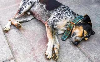 vagante cane dorme e rilassa su il strada nel Messico. foto