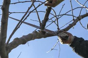 primavera opera nel il giardino. potatura frutta alberi nel il giardino con un' seghetto. foto