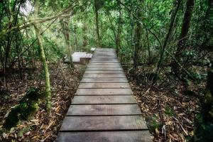 sentiero in legno in una foresta foto