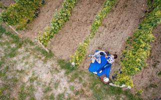 picnic a vigneto foto