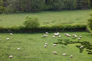 pecora pascolo nel un' inglese campo foto