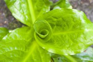 pianta di lattuga verde foto