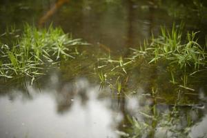 acqua e erba. allagato suolo. primavera pozzanghera nel foresta. foto