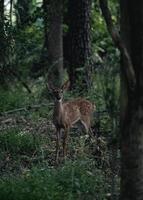 cervo nella foresta oscura foto