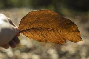 autunno foglia nel mano. grande asciutto foglia di pianta. dettagli di autunno bellezza. foto