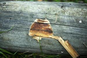 dettagli di deforestazione. vecchio alberi. asciutto registri. foto