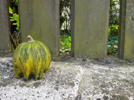 poco verde zucca su un' vecchio buio di legno recinto con grigio pietra base. foto