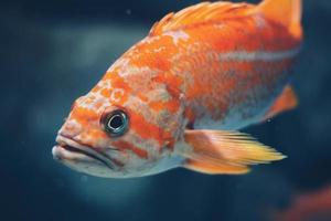 primo piano di pesce arancione foto