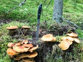 un' acuto metallo coltello è incollato nel un' ceppo coperto di vegetazione con verde muschio con delizioso commestibile funghi nel il foresta contro il fondale di alberi. concetto fungo raccogliere, i regali di natura foto