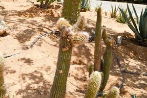 il struttura di un' verde spinoso naturale messicano caldo fresco forte bellissimo deserto cactus con spine e sabbia. il sfondo foto