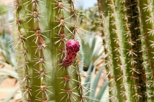 il struttura di un' verde spinoso naturale messicano caldo fresco forte bellissimo deserto cactus con spine e sabbia. il sfondo foto