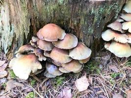 diverso legnoso delizioso funghi su il albero tronco di un' log coperto con naturale verde muschio e erba con le foglie nel il foresta. foto