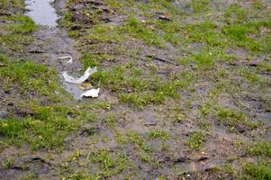 Visualizza di verde ecologicamente pulito verde erba disseminato con spazzatura e plastica plastica borse. il sfondo. struttura. concetto ambientale inquinamento foto