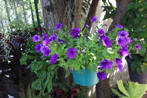 vicino su petunia fiori nel pentola nel giardino con mattina luce. il lato di esotico viola fiori mazzo. foto