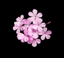 bianca piombaggine o capo condurre mosto fiori. vicino su rosa-viola piccolo fiore mazzo isolato su nero sfondo. foto