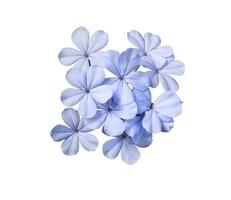 bianca piombaggine o capo leadwort fiori. vicino su blu fiori mazzo isolato su bianca sfondo. superiore Visualizza esotico fiore grappolo. foto