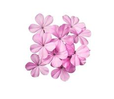 bianca piombaggine o capo condurre mosto fiori. vicino su rosa-viola piccolo fiore mazzo isolato su bianca sfondo. foto