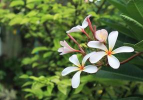 plumeria o frangipani o tempio albero fiori. vicino su rosa-bianco plumeria fiore mazzo su verde foglia nel giardino con mattina luce. foto